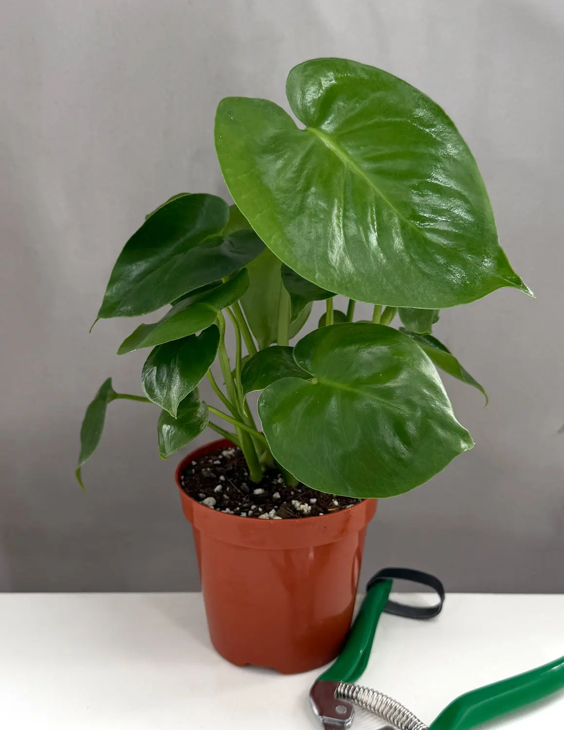 Monstera Deliciosa