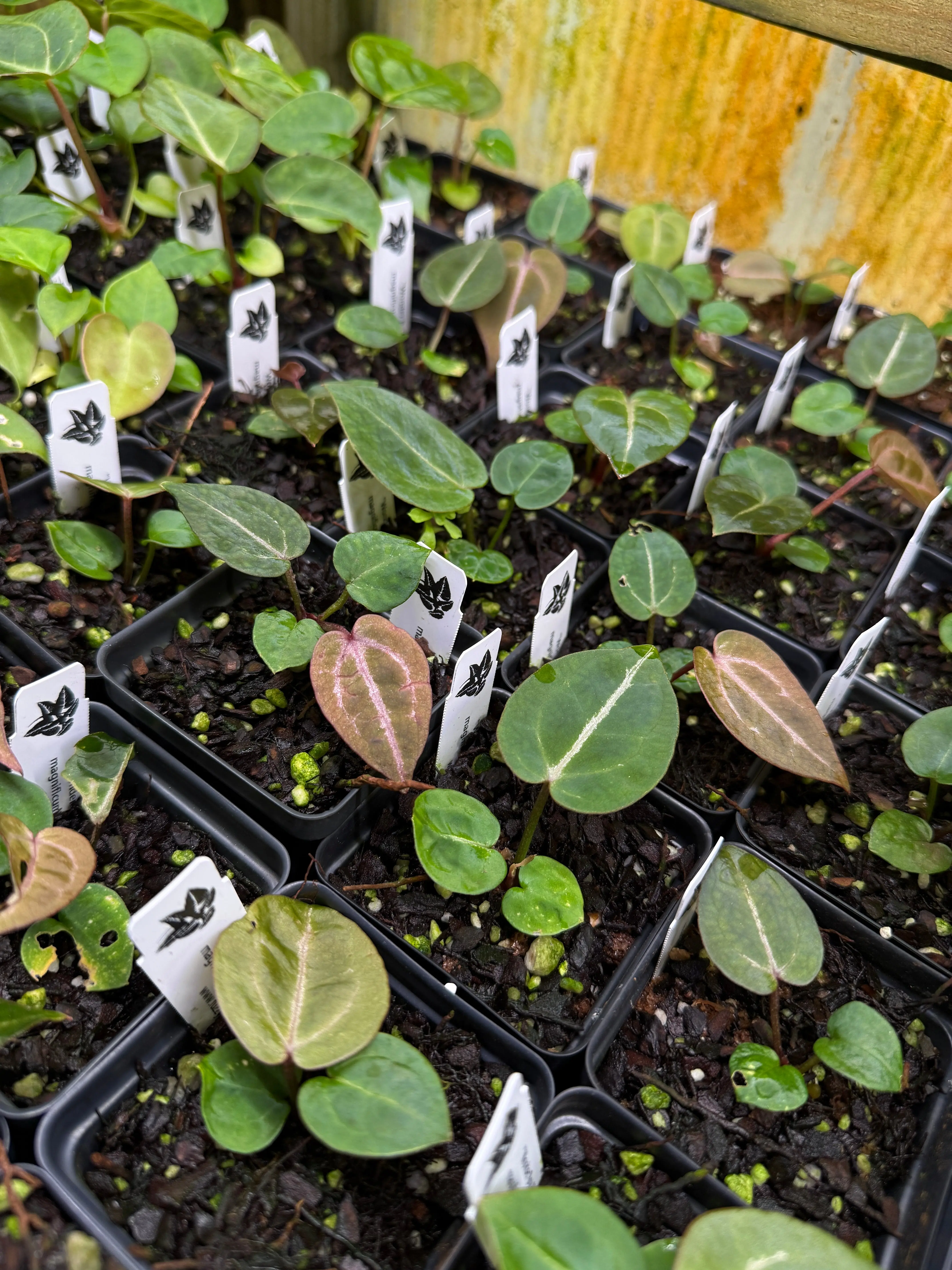 Anthurium seedlings, 4-pack of 3" pots