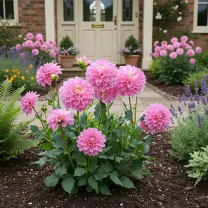 200 Pcs  Dahlia Flower Seeds – Colorful Garden Bloom Variety for Backyard Planting, Decorative Summer Flowers, Seeds Only, Not Live Plants