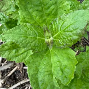Fèy Langlichat/Langchat/Jack in the bush leaf