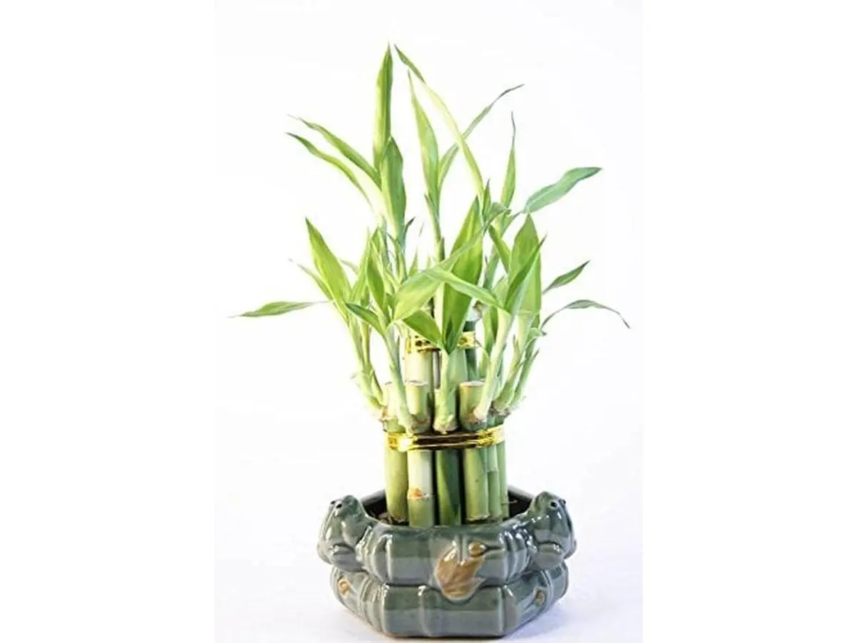 Lucky Bamboo 2 layer Tower