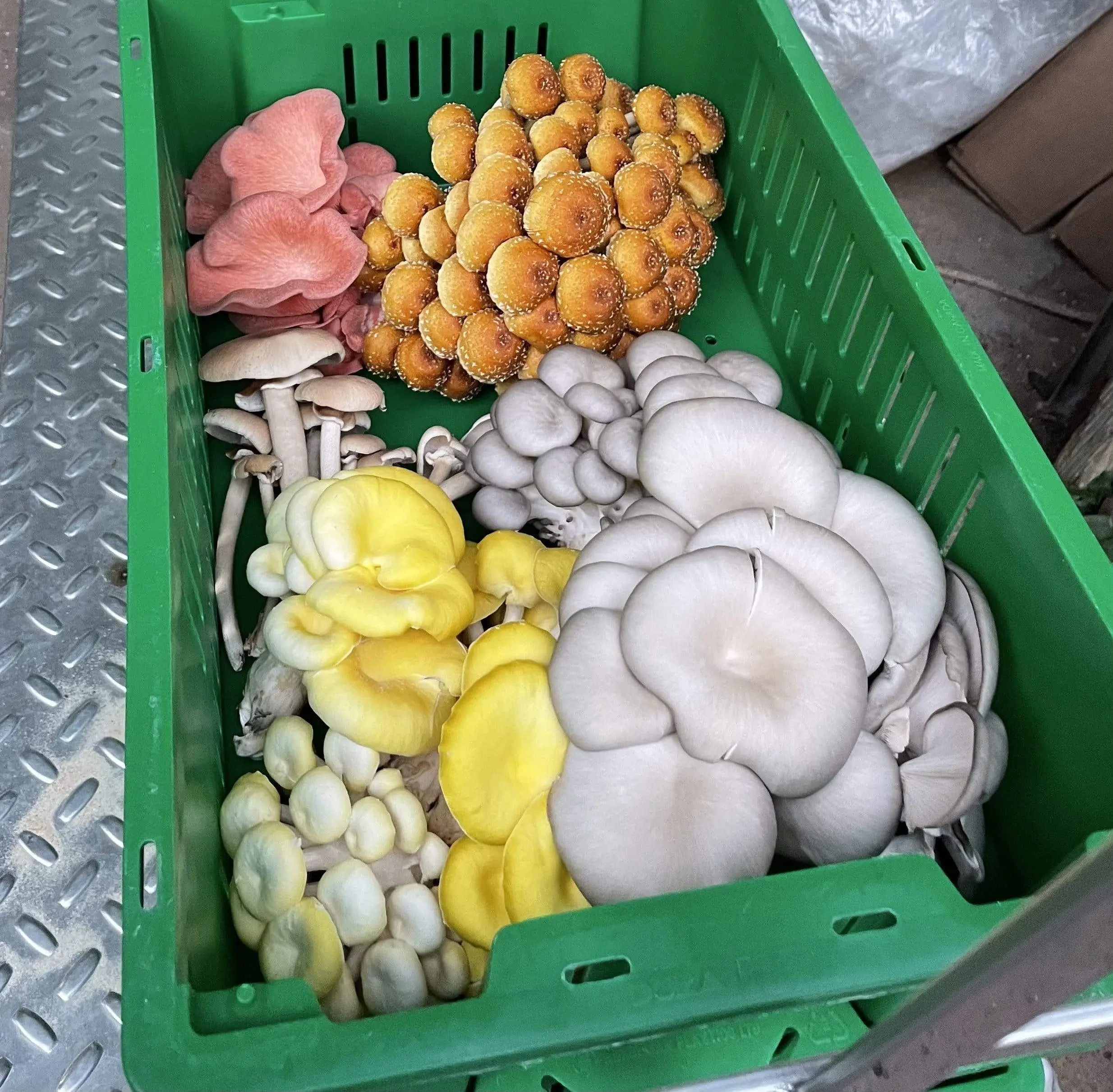 Fresh Cultivated Mushrooms | Farmer's Market