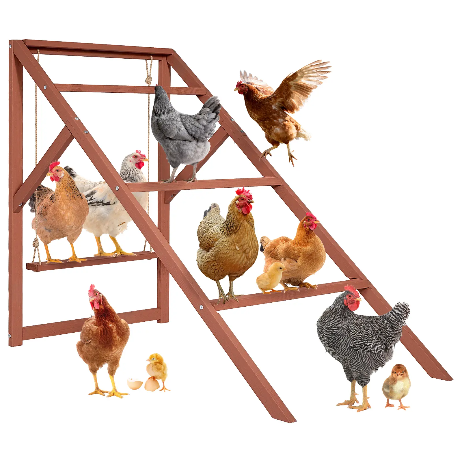 PETSFIT Wooden Chicken Roosting Bars for 8-10 Chickens – Multi-Level Design with 4 Roosting Bars &Swings, Durable Fir Wood for Outdoor Coops, Easy Assembly, Ideal for Backyard Farms