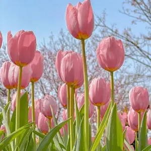 Tulip Seeds Multicolor Mix Tulip Flower Bulbs for Garden Yard Patio Balcony Easy to Grow Spring and Fall Planting Perennial Flowers for Pots and Outdoor Decoration