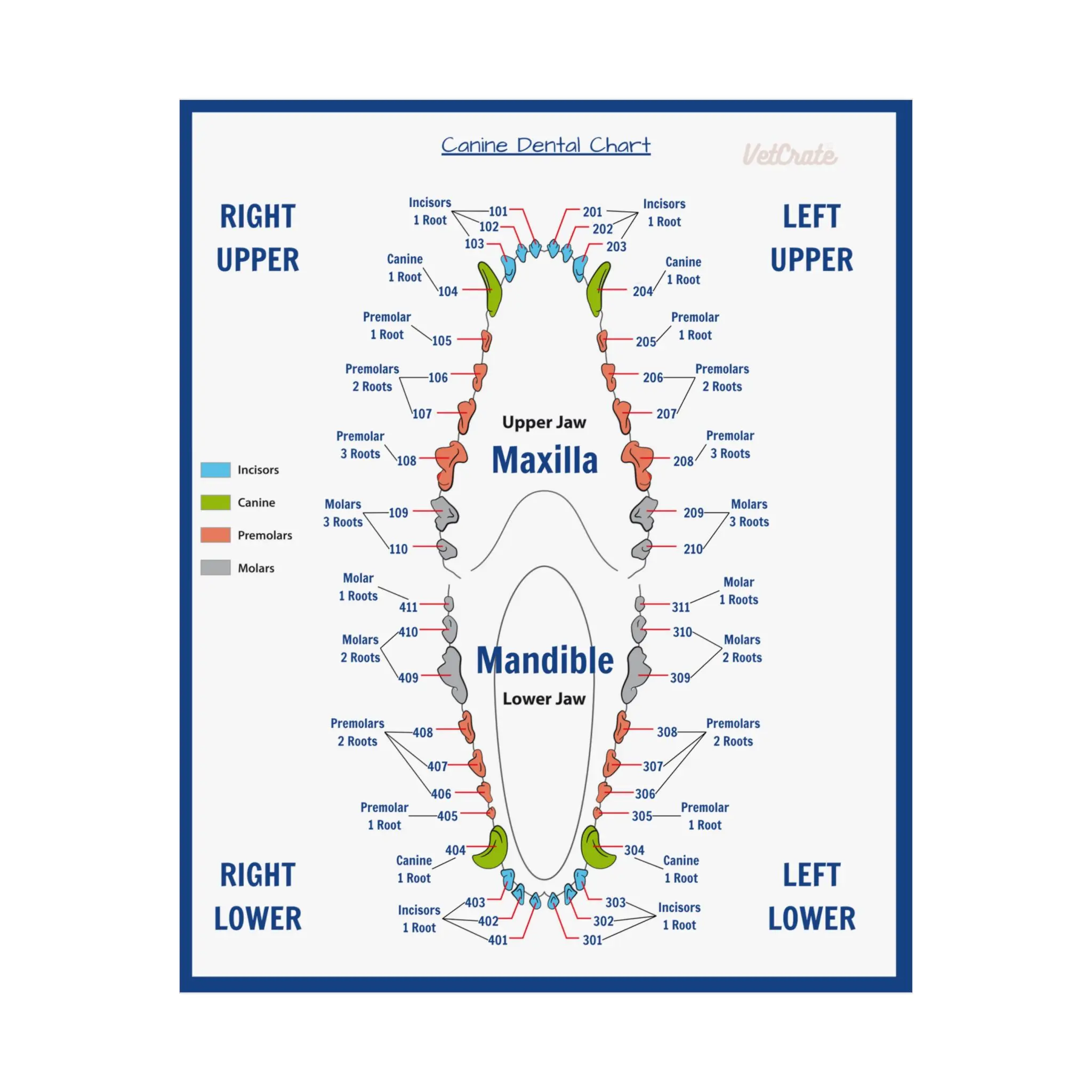 Veterinary Canine Dental Chart Poster - Simplify Your Dental Charting Process! Veterinary Technician|Veterinary Nurse|Veterinary Assistant