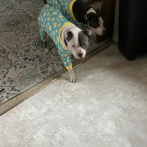 XPUDAC Cozy Pet Pajama with Cute Duckie Print Dralon Sleepwear for Small Medium Large Dogs Cats Christmas Gift Universal Fit Puppy Costume Clothes Shirt - Outfits