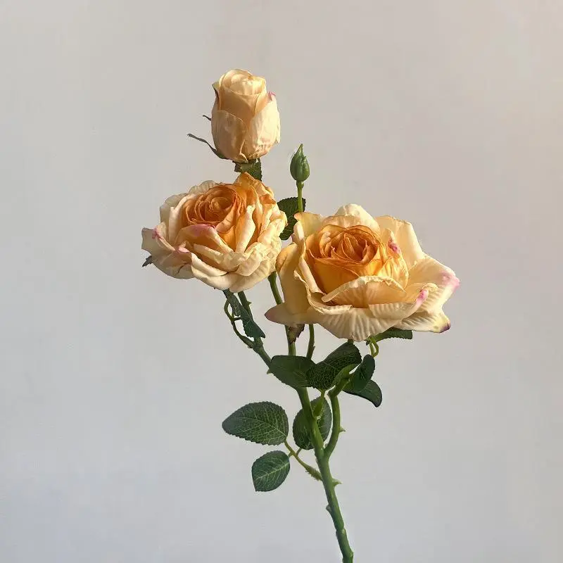 Champagne color vintage three-headed rose