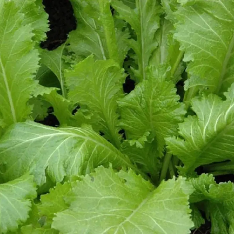 Henpeck Mustard Seeds (Brassica juncea) Grow this heirloom variety for its bold, peppery greens—ideal for Southern cooking, pickling, and flavorful garden harvests