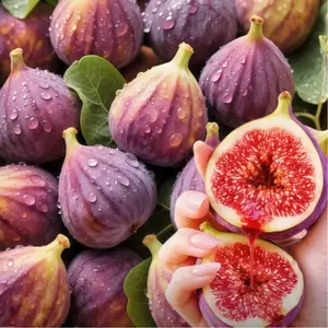 Fig Seeds - Non-GMO, Fast-Growing, Beginner-Friendly & Low-Maintenance, Indoor & Outdoor Planting, Perfect for Spring, Easy to Grow Fig Plants for Home Garden