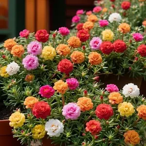 Mixed Color Moss Rose Seeds (1000 Seeds) – Vibrant Blooming Flowers for Outdoor Gardens, Easy-Grow Annuals
