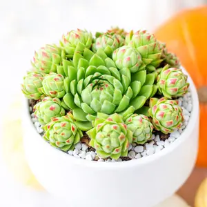 Sempervivum globiferum ssp. hirtum ‘Borealis’
