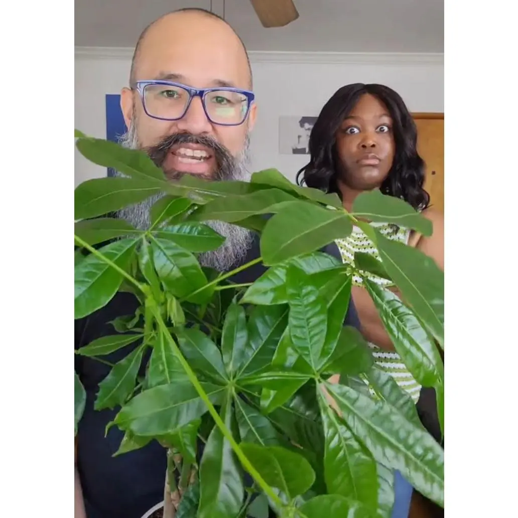 Money Tree, Pachira Aquatica, Live Houseplant, Indoor Plant