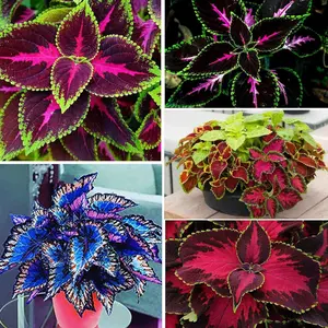 1000+pcs Rainbow Coleus Seeds - Coleus annual outdoor plant or perennial indoor plant