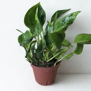 Shangri-La Pothos 4 inch Potted - Indoor Decor