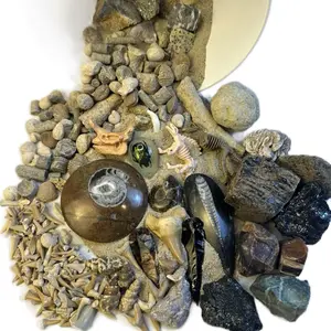 Fossil Gallon Bucket - Collectible Crystals, Geode, Gonialite, Ammonite, Orthoacerva, Shark Teeth
