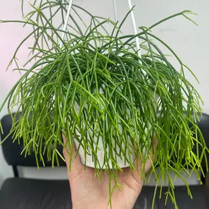 Rhipsalis Mistletoe cactus 6” hanging basket