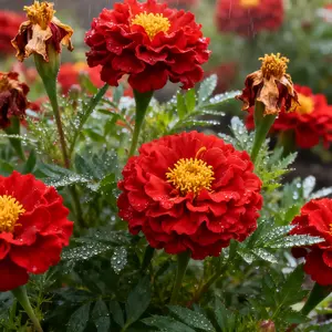 200pcs Marigold Flower Seeds – Easy-Grow, Bright Orange & Yellow Blooms for Gardens & Pots (Seeds Only)