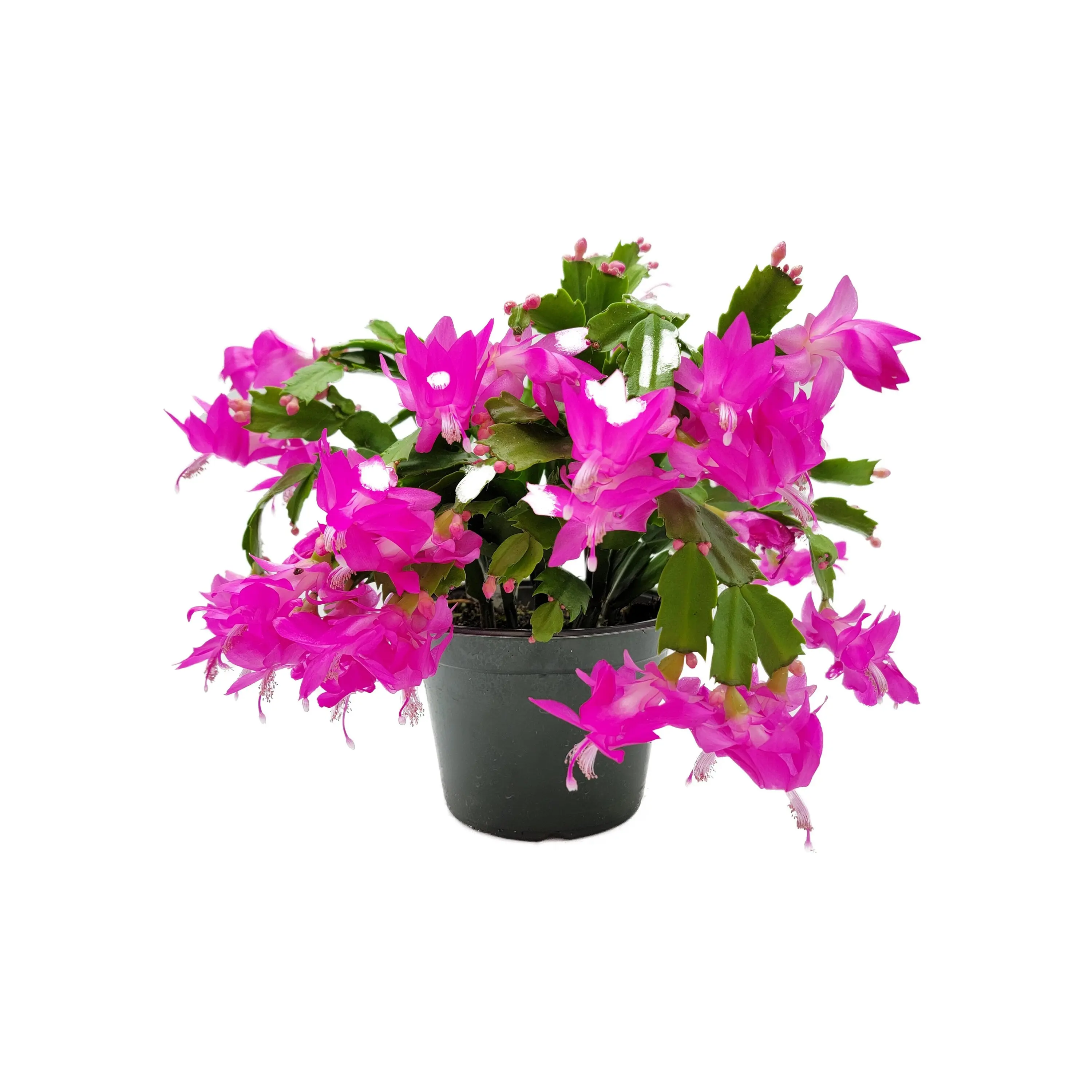 6" Pot, Pink Thanksgiving Cactus, Zygocactus, Schlumbergera bridesii, Christmas Cactus - Flowers around Thanksgiving