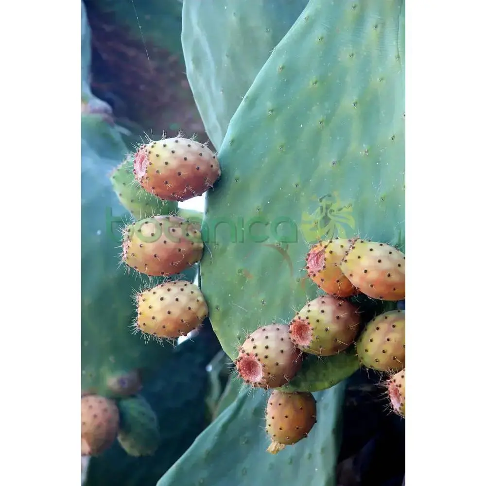 Tuna Fresca (Prickly Pear Cactus)