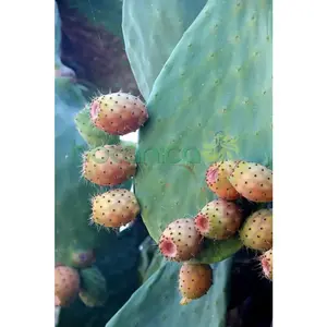 Tuna Fresca (Prickly Pear Cactus)