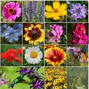ALL PERENNIAL Wild Flower Mix. Pollinator Food, Garden Heirloom, 1200+ Seeds
