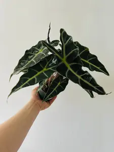 Alocasia Amazonica 'Polly' - 6" Pot