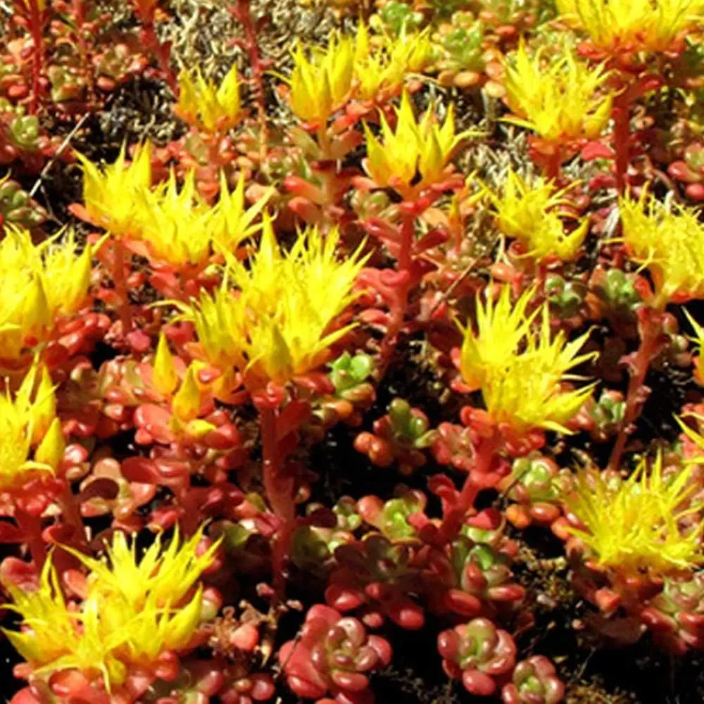 1000 Seeds Perennial Sedum Oreganum Stonecrop Succulent Ground Cover Seeds for Planting