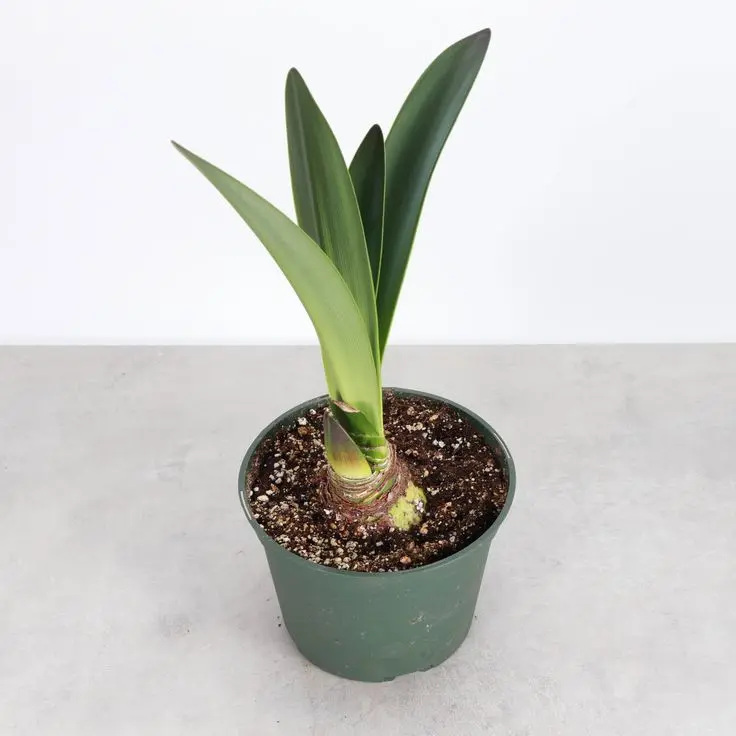 Amaryllis Flower Bulbs - Easy Grow Decorative Bulbs for Indoor Room Decor, Home Gardeners’ Home Garden Supplies