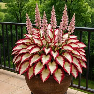 800 pcs Hosta Seeds – Shade-Tolerant Perennials for Easy Home Gardening