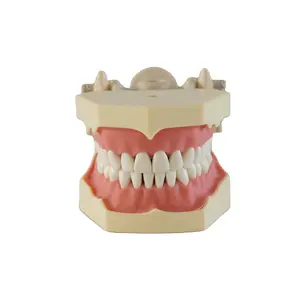 Soft Gum Tooth Preparation Model