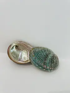 Exquisite Abalone Shells: Perfect for Incense, Smudging, and Crafts