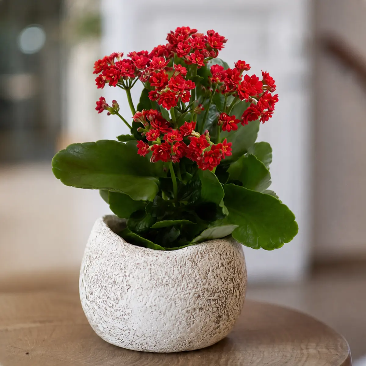 Kalanchoe 'Blossfeldiana' - Flaming Katy Christmas Kalanchoe Compact Flowering Succulent with Vibrant Red Pink Orange Yellow White Blooms Low Maintenance Indoor Ornamental Plant