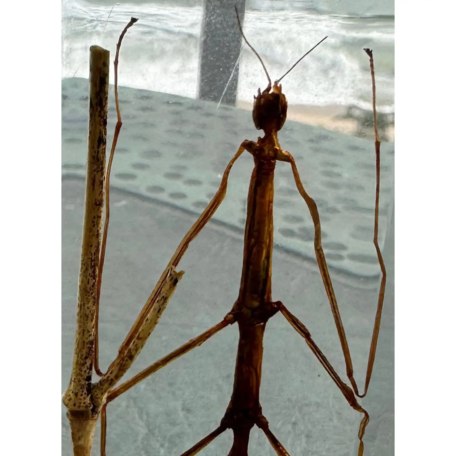 4.3" Real Stick Insect Phasmatodea Bug in Crystal Clear Lucite Resin Specimen Paperweight Preserved Various Animal Insect Bug Taxidermy Collection