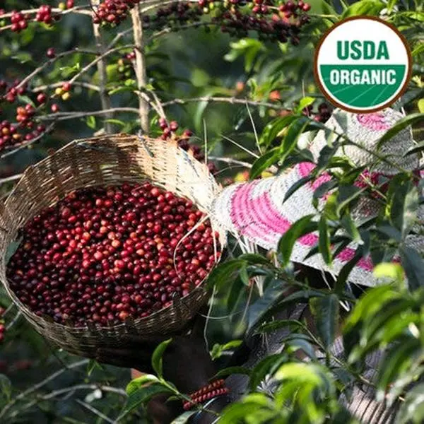 ETHIOPIA ORGANIC YIRGACHEFFE CHELBESA G1 NATURAL