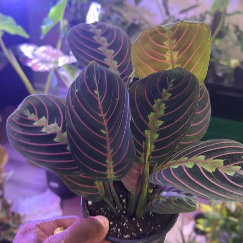 Red prayer plant