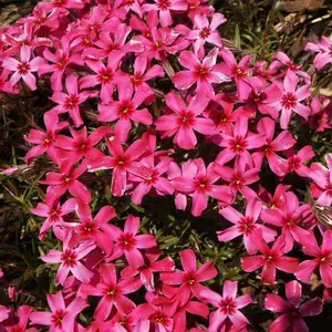 Green River 50 Scarlet Flame Phlox Seeds - Flower Seed Pack, Fiery Red Petals, Heat-Tolerant Perennial, Garden Showstopper, Early Summer Blooming, Full Sun Favorite, Eye-Catching Pollinator Plants For Every Bed