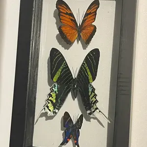 Random Pull 3 Butterfly Frame Double Sided Glass Authentic Specimens Decor Hanging Hangable Decoration