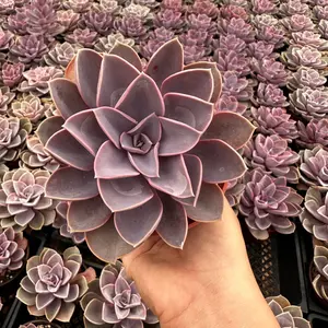 Echeveria perle von nurnberg 4 inch pot