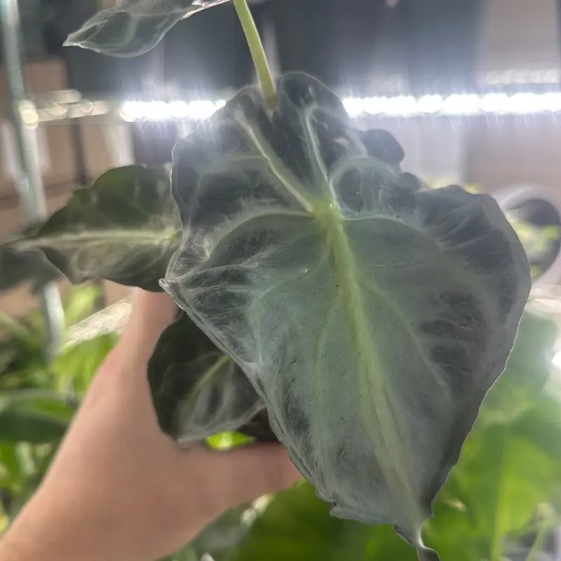 Alocasia Venom 4in Pot