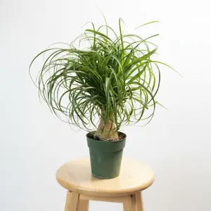 6" Ponytail Palm Tree, Pet Friendly & Easy Care Live Houseplant, Indoor Plant