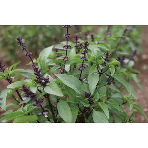 Thai Sweet Large Leaf Basil Seeds - 1-2mm Size, 12-18 Inch Tall Plants, Sweet Licorice Flavor, Easy to Plant, Perfect for Southeast Asian Recipes