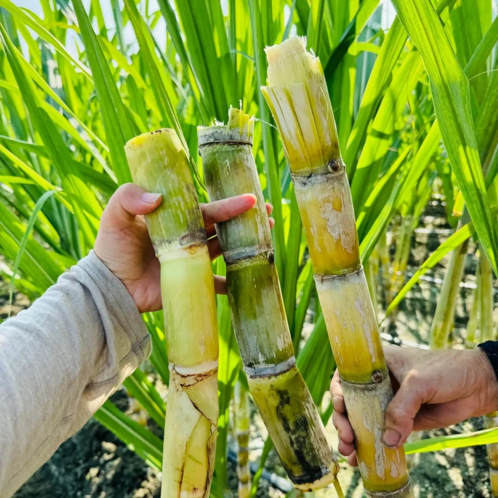 Sugarcane Seeds - 200 Seeds for Home Garden Tropical Planting Ideal for Warm Climates Strong Upright Growth Suitable for Outdoor Gardens and Large Containers Thrives in Full Sun
