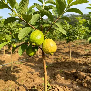 (ZS#FF) Guava Tree Live Plant Sapling | Tropical Fruit Tree for Backyard Garden | Sweet Guava Plant Starter | Outdoor Home Gardening Easy Care Plant