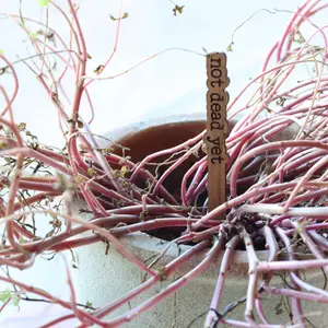Not Dead Yet - Punny Plant Stake