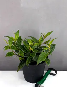 Black Pagoda Lipstick Plant