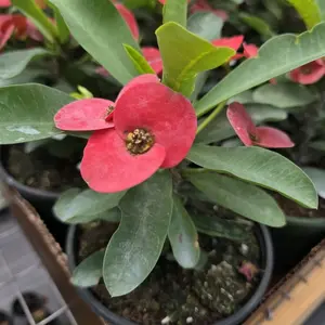 Crown of Thorns Cardinal