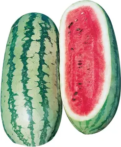 50 seeds of watermelon - heirloom, open pollination, non GMO, heirloom, farm and vegetable/fruit horticultural seeds