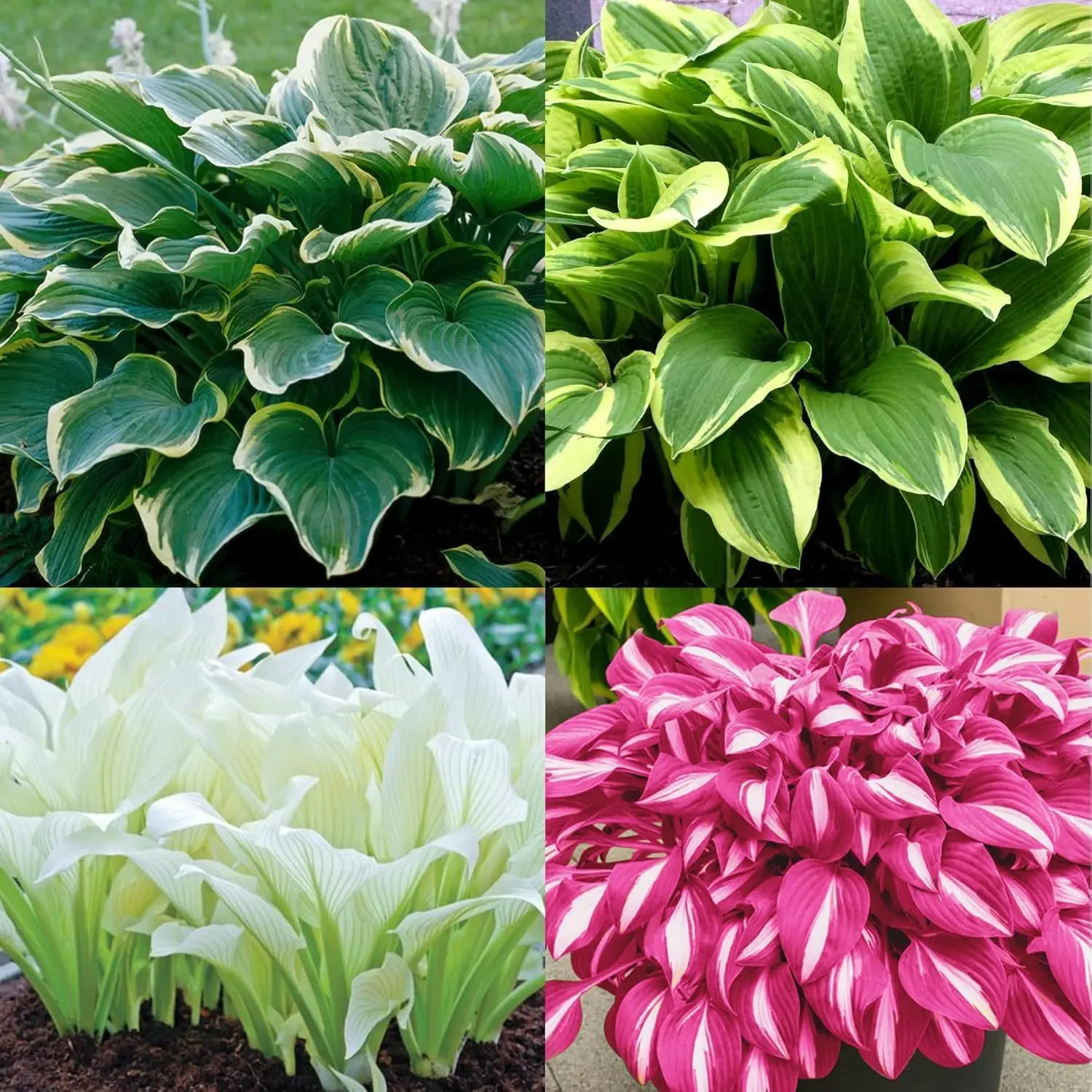 300+ Mixed Color Hosta Seeds – Rare Perennial Flower Seeds – Easy to ...