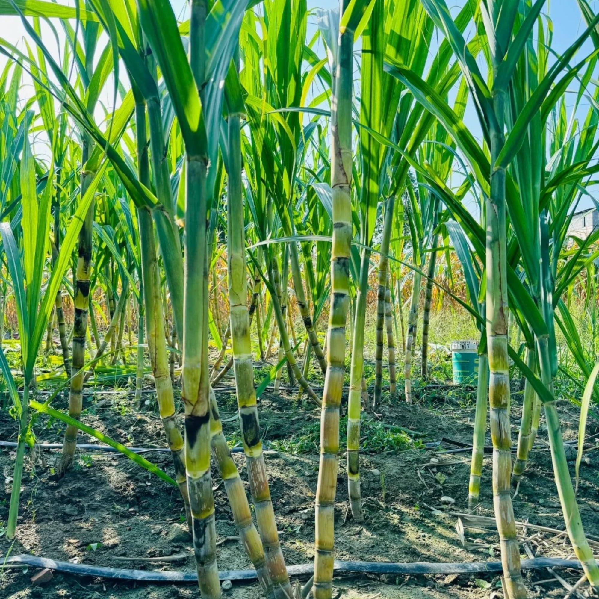 200 Sugarcane Seeds – Tropical Sweet Cane Plant Seeds for Home Garden, Outdoor Growing & Farm Planting