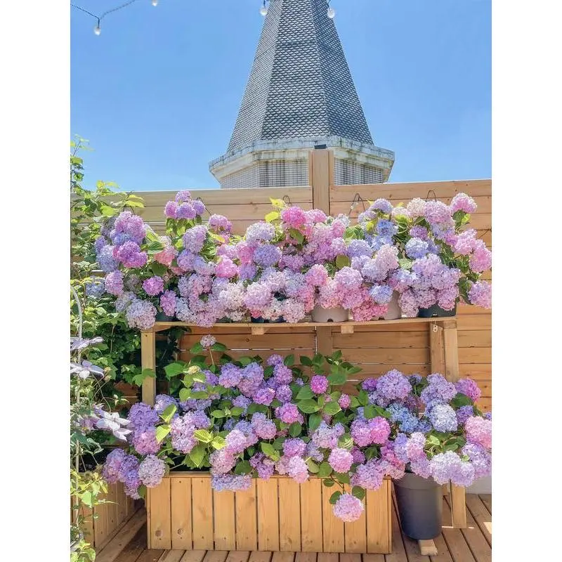 50PCS Mixed-Color Hydrangea Flower Seed Pack, Hardy Perennial Plant Seeds for Gardening Stunning Landscapes